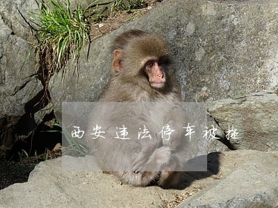 西安违法停车被拖 西安违法停车被拖
