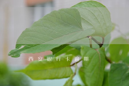 西安银行卡逾期 西安银行卡逾期