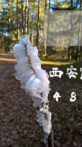 西安露天烧烤违法/2023013161487 西安露天烧烤违法/2023013161487