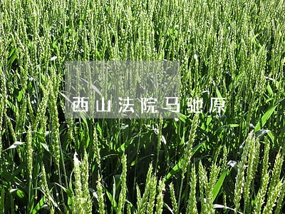 西山法院马驰原