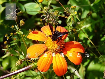 西平重渠违法占地