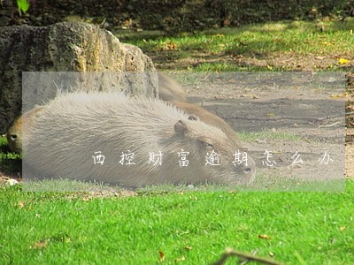 西控财富逾期怎么办 西控财富逾期怎么办