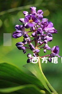 西方信用卡逾期 西方信用卡逾期