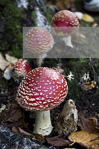 西来镇法律援助中心 西来镇法律援助中心