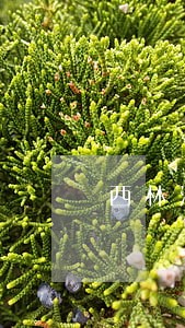 西林法院曝光最新失信人员名单