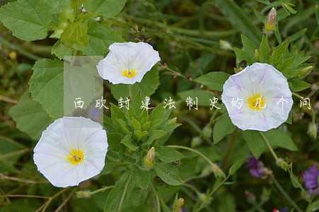 西欧封建法制史的几个问题 西欧封建法制史的几个问题