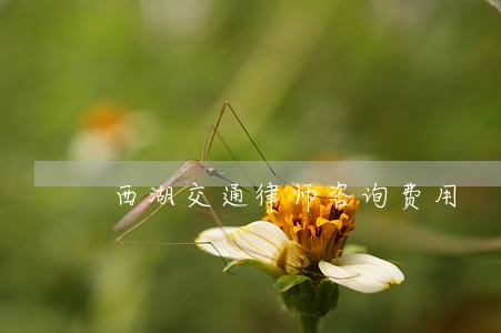 西湖交通律师咨询费用 西湖交通律师咨询费用