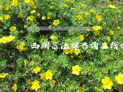 西湖区法律咨询在线价格 西湖区法律咨询在线价格