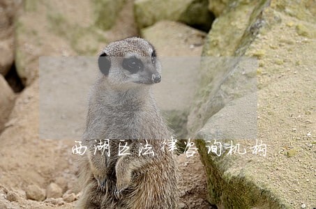 西湖区法律咨询机构 西湖区法律咨询机构