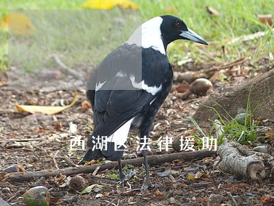 西湖区法律援助 西湖区法律援助