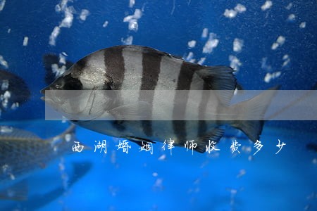 西湖婚姻律师收费多少 西湖婚姻律师收费多少