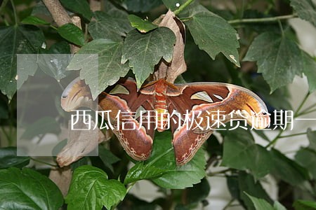 西瓜信用的极速贷逾期一天 西瓜信用的极速贷逾期一天