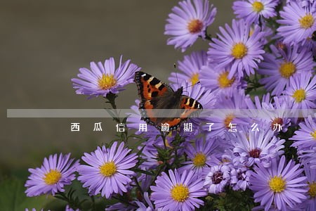 西瓜信用逾期了怎么办 西瓜信用逾期了怎么办