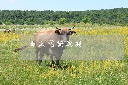 西瓜网贷逾期 西瓜网贷逾期
