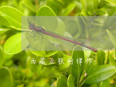 西藏互联网律师 西藏互联网律师