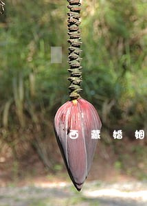 西藏婚姻律师事务所 西藏婚姻律师事务所