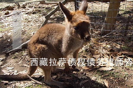 西藏拉萨债权债务律师咨询电话 西藏拉萨债权债务律师咨询电话