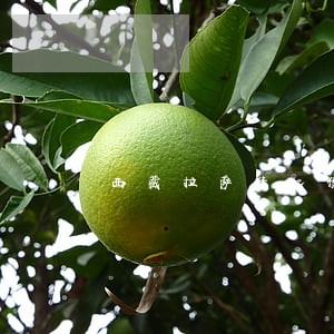 西藏拉萨债权债务律师费用 西藏拉萨债权债务律师费用