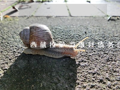 西藏拉萨当雄县债务合同律师 西藏拉萨当雄县债务合同律师