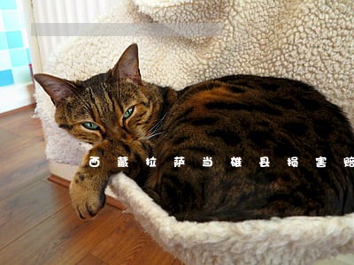 西藏拉萨当雄县损害赔偿律师