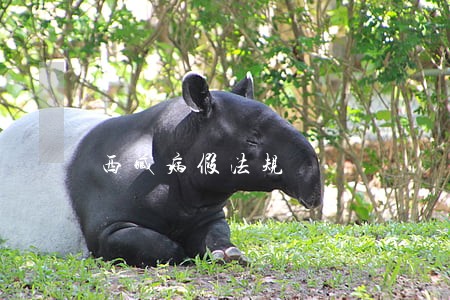 西藏病假法规