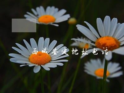 西藏鉴定地址电话