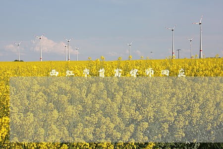 西虹市首富律师回应 西虹市首富律师回应