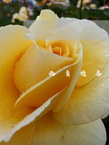 西青债务纠纷请律师