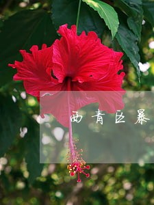 西青区暴力犯罪律师在线免费咨询 西青区暴力犯罪律师在线免费咨询
