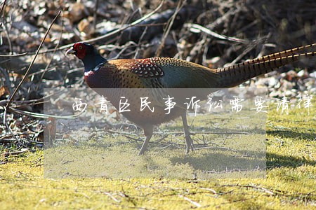 西青区民事诉讼需要请律师吗 西青区民事诉讼需要请律师吗