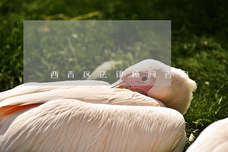 西青区法律顾问咨询 西青区法律顾问咨询
