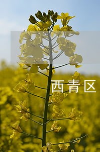 西青区电信通讯律师咨询电话