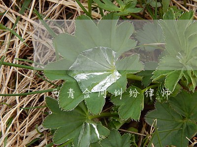 西青合同纠纷律师 西青合同纠纷律师