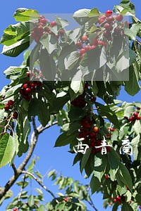 西青商标侵权纠纷 西青商标侵权纠纷
