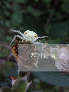 西青房产继承咨询律师