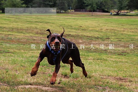 要向法院上诉大哥跟二哥 要向法院上诉大哥跟二哥