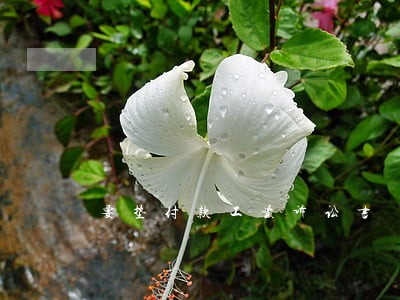 要垫付款工资诉讼书 要垫付款工资诉讼书