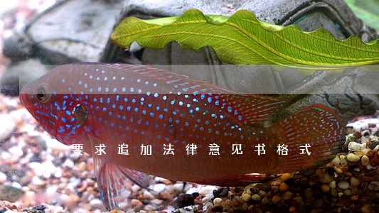 要求追加法律意见书格式 要求追加法律意见书格式