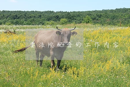要法院配合的工作内容