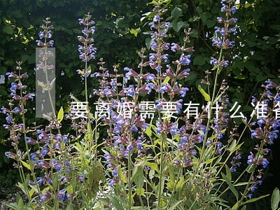 要离婚需要有什么准备 要离婚需要有什么准备
