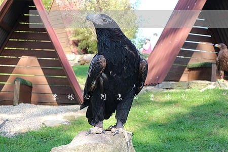 要账公司怎么要账的 要账公司怎么要账的