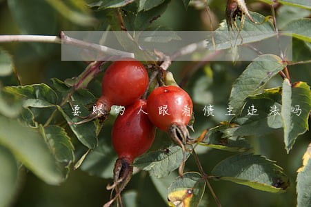 要账的人跟着债主违法吗 要账的人跟着债主违法吗