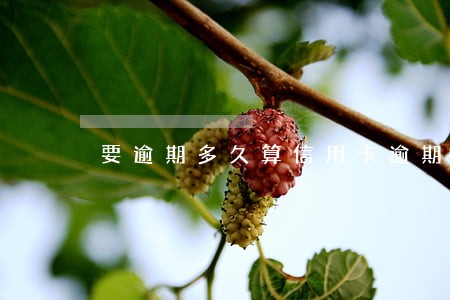 要逾期多久算信用卡逾期