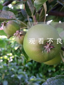 观看不良视频违法吗