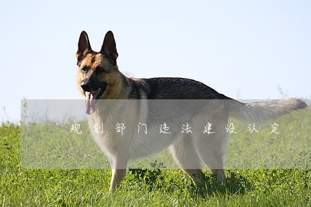 规划部门违法建设认定