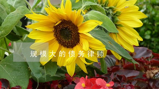 规模大的债务律师 规模大的债务律师