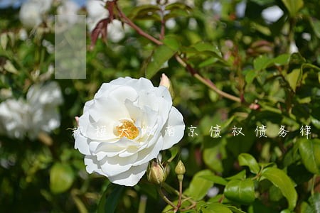 规模大的南京债权债务律师 规模大的南京债权债务律师