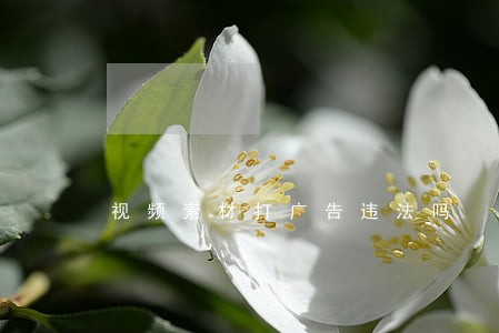 视频素材打广告违法吗 视频素材打广告违法吗