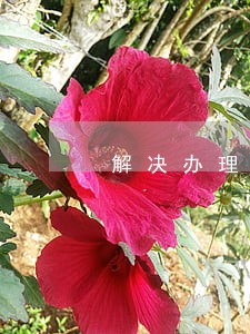解决办理信用卡逾期的 解决办理信用卡逾期的