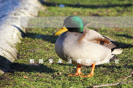 解除常年法律顾问协议 解除常年法律顾问协议